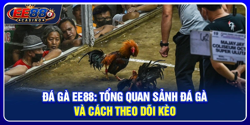 Đá Gà EE88: Tổng Quan Sảnh Đá Gà Và Cách Theo Dõi Kèo 1 Đá Gà EE88: Tổng Quan Sảnh Đá Gà Và Cách Theo Dõi Kèo