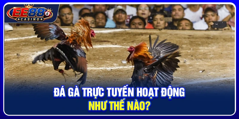 Đá Gà EE88: Tổng Quan Sảnh Đá Gà Và Cách Theo Dõi Kèo 2 Đá gà trực tuyến hoạt động như thế nào?